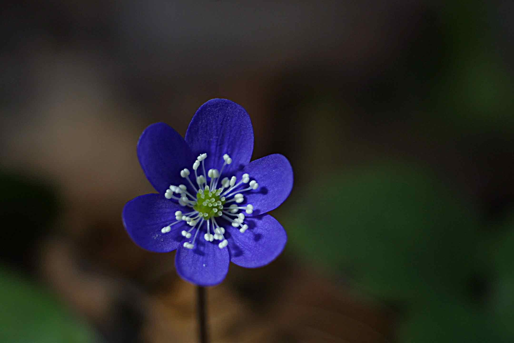 Hepatica nobilis / Erba trinit
